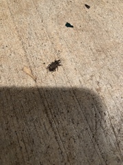 Listroderes difficilis