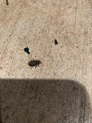 Listroderes difficilis