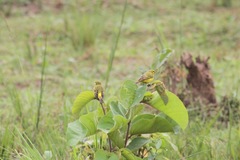 Crithagra mozambica