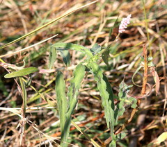 Persicaria limbata image