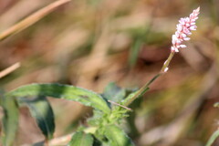 Persicaria limbata image