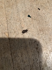 Listroderes difficilis