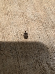 Listroderes difficilis