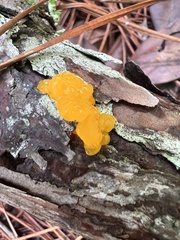 Tremella mesenterica image