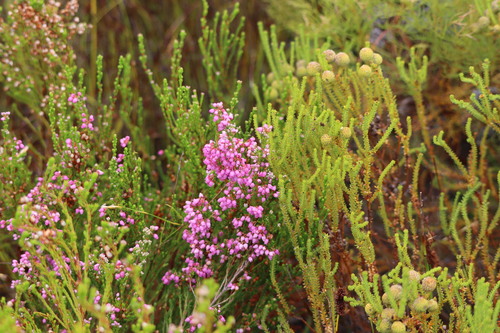 Image of Cheery Heath (Erica laeta) by (c) amantedarmanin, some rights reserved (CC BY)