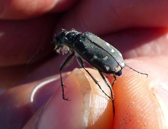 Cicindela depressula