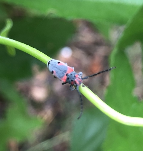 Tetraopes discoideus photo 5