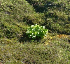 Veratrum viride eschscholtzianum
