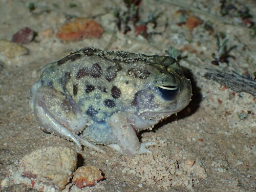 White Stubby Frog, Neobatrachus albipes