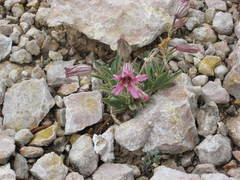 Silene petersonii