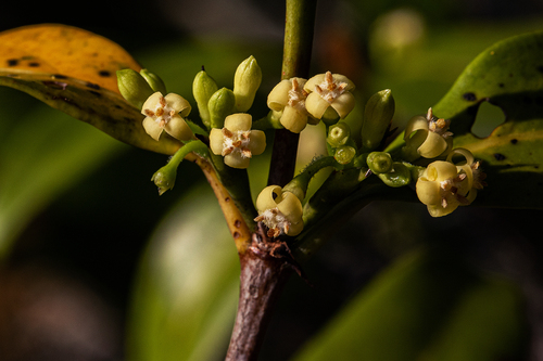 False porcupine bush (Pyrostria bibracteata)