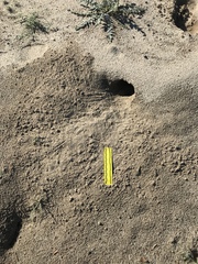 Dipodomys deserti
