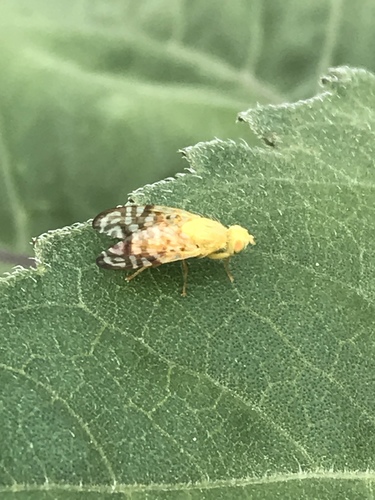 Gymnocarena diffusa photo 3