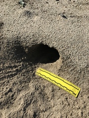 Dipodomys deserti