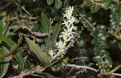 Orites diversifolius