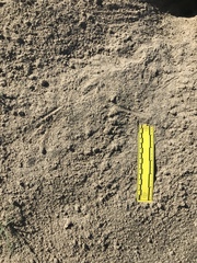 Dipodomys deserti