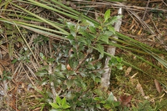 Phyllocladus aspleniifolius