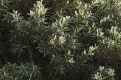 Orites diversifolius