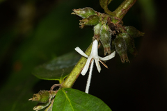 Cremaspora triflora image