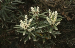 Orites diversifolius