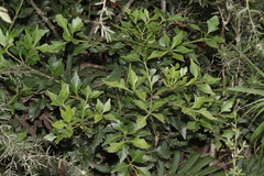 Phyllocladus aspleniifolius
