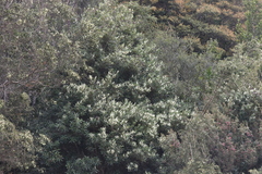 Orites diversifolius