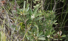 Anopterus glandulosus