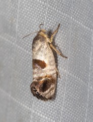 Eupselia beatella