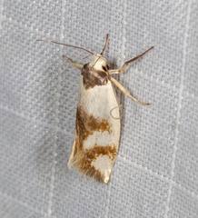 Antipterna trilicella