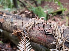 Paragymnopus sequoiae