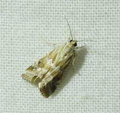 Hellula