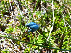 Gentiana glauca