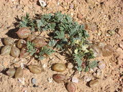 Astragalus limnocharis limnocharis