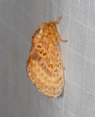 Pseudanapaea denotata