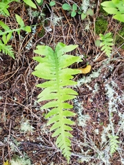 Polypodium glycyrrhiza