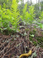 Polypodium glycyrrhiza