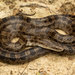 Lampropeltis calligaster - Photo 由 Benjamin Genter 所上傳的 (c) Benjamin Genter，保留部份權利CC BY-NC