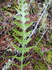 Polypodium glycyrrhiza