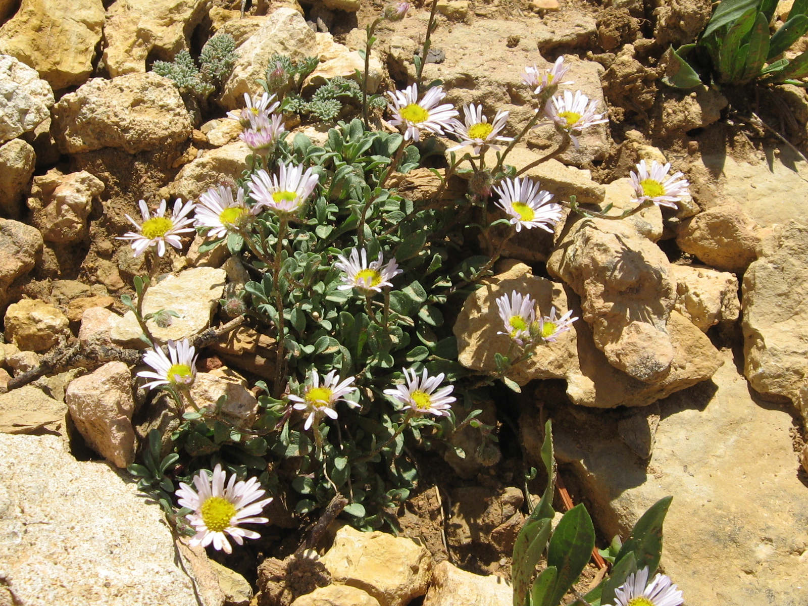 Erigeron sionis