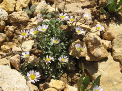 Erigeron sionis
