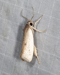 Xylorycta haplochroa