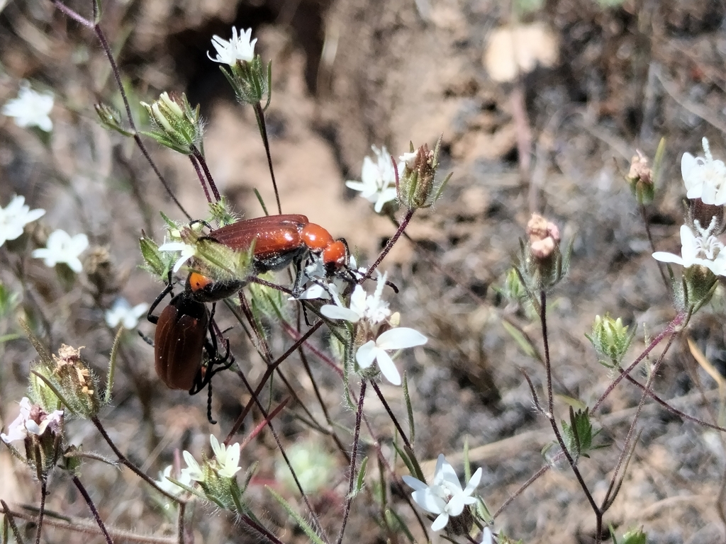 Lytta nitidicollis