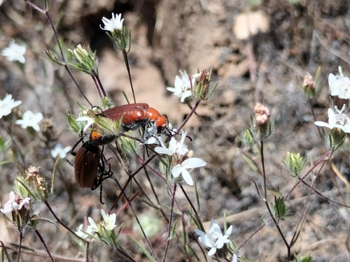 Lytta nitidicollis