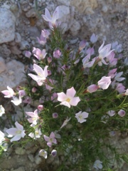 Hedyotis