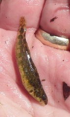 Etheostoma zonale