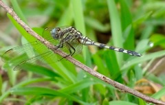 Orthetrum brachiale