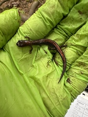 Plethodon cinereus image