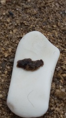 Leptoplanoidea