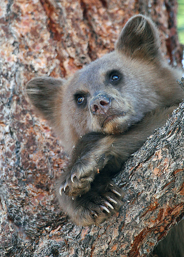 American Black Bear photographed in Nevada