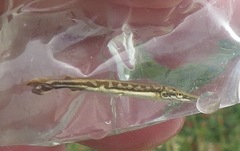 Lepisosteus platostomus